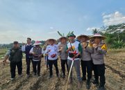 Dukung Ketahanan Pangan Nasional, Polres Bogor Tanam Jagung ke-3 di Lahan Baku Sawah Desa Sirnasari