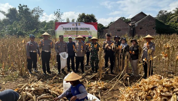 Menuju Swasembada Pangan, Kapolres Trenggalek Bersama Warga Panen Raya Jagung