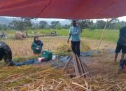 Petani Panen, Babinsa Kodim Ponorogo Bantu Rontokkan Padi