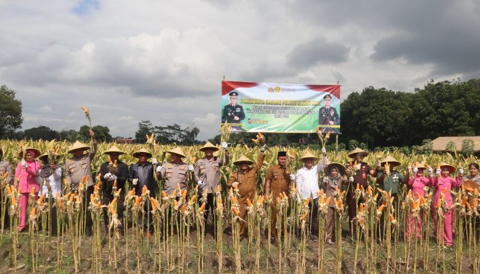 Perkuat Ketahanan Pangan Polres Blitar Kota bersama Forkopimda Panen Raya Jagung Kuartal III