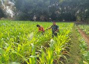 Babinsa Kodim Ponorogo Bantu Petani Semprot Hama Tanaman Jagung