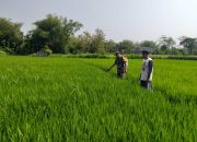 Babinsa Kodim Ponorogo Aktif Lakukan Pendampingan dan Pengawalan Kepada Petani