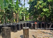 Bau Busuk Aspal Ilegal di Jembrana: 120 Drum Siap Kirim ke Jawa, APH ‘Tutup Mata’?