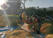 Bantu Panen Padi, Upaya Babinsa Kodim Ponorogo Bantu Tingkatkan Kesejahteraan Petani
