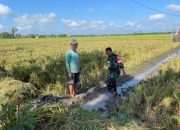 Dukung Swasembada Pangan, Babinsa Kuwu Bantu Petani Siapkan Lahan Padi