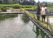 Babinsa Dukung Pengembangan Budidaya Ikan Nila di Desa Tileng.
