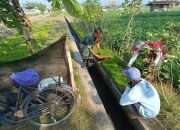 Babinsa Kodim Ponorogo Pendampingan Petani Tingkatkan Ketahanan Pangan