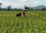 Petani Rawat Tanaman Padi, Babinsa Kodim Ponorogo Dampingi