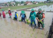 Babinsa Kodim Ponorogo Turun ke Sawah Tanam Padi Wujudkan Ketahanan Pangan