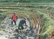 Turut Mencangkul di Sawah, Upaya Babinsa Kodim Ponorogo Sejahterakan Petani