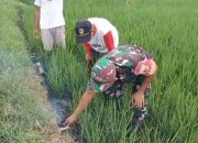 Babinsa Ngepeh Dampingi Petani Cegah Serangan Hama Tikus