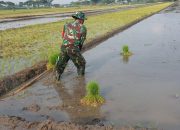 Babinsa Tambakmas Dukung Ketahanan Pangan Lewat Pendampingan Petani