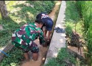 Optimalkan Hasil Panen, Babinsa Desa Kresek Bersama Poktan Sido Luhur Atur Pengairan Sawah