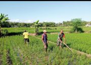Babinsa Kodim Ponorogo Pendampingan Petani Bantu Bersihkan Gulma Tanaman Padi