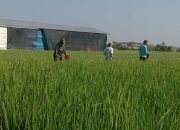 Babinsa Kodim Ponorogo Bantu Petani Pupuk Tanaman Padi