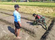 Babinsa Palur Bantu Petani Tingkatkan Produktivitas Lahan Pertanian