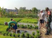Babinsa Kodim Ponorogo Dampingi Petani Siapkan Bibit Padi