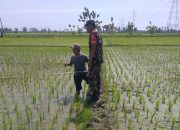 Babinsa Padas Aktif Dampingi Proses Pengukuran Tanah untuk Koperasi Desa Kelurahan Merah Putih