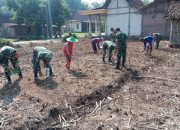 Wujudkan Swasembada Pangan, Babinsa Kwadungan Aktif Pendampingan Petani Jagung di Lahan Tadah Hujan