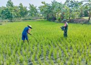 Babinsa Koramil 01/Ngawi Bantu Petani Dalam Pemupukan Padi