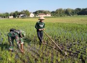 Babinsa Desa Banaran Bantu Petani Bersihkan Rumput di Lahan Sawah