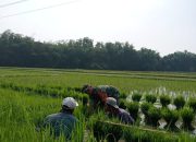 Babinsa Kertosari Dampingi Petani Laksanakan Penyimpanan Benih Padi.