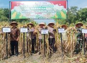 Polres Ngawi Gelar Panen Raya Jagung Serentak di Geneng