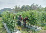 Babinsa Koramil Haruyan Bantu Warga Panen Mentimun di Desa Hapulang