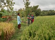 Guna Meningkatkan Ketahanan Pangan, Babinsa Koramil 0805/12 Mantingan Dampingi PPL Tinjau Persiapan Panen Padi 