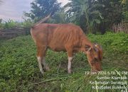 Geger Kembali di Bali: Dugaan Penyakit LSD Muncul di Sumberklampok, Truk Sapi Tetap Keluar Pulau di Tengah Lockdown Jembrana