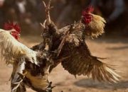 Tajen Terang-Terangan di Jembrana Beroperasi hingga Tengah Malam, Warga Resah: Dugaan Oknum Polisi Tutup Mata, Isu Backup Oknum Beredar