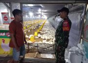 Babinsa Koramil 1002-02/BAU Sambangi Peternak Ayam Potong di Desa Muara Rintis