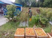 Babinsa Koramil 1002-08/Labuan Amas Utara Bantu Warga Panen Tomat