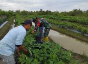 Babinsa Koramil 1002-04/LAS Bantu Warga Rawat Tanaman Sayuran