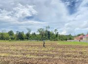 Penanaman Jagung Pipil di Lahan Polda Papua Barat Daya