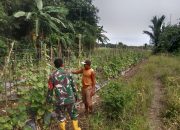 Danramil 1002-08/LAU Apresiasi Peran Aktif Babinsa Dukung Pertanian Warga