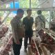 Sapa Peternak Ayam, Bhabinkamtibmas Polsek Anjatan Dorong Produktivitas dan Kamtibmas di Desa Kopyah
