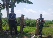 Babinsa Koramil Karangjati Dampingi Verifikasi Program IRPOM, Wujudkan Pertanian Berkelanjutan
