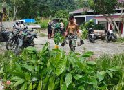 Penambahan Bibit Kakao dari PMK Tiba di Lokasi TMMD Ke-128 Kodim 1801/Manokwari ‎