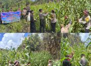 Panen Raya Jagung Serentak Kuartal II, Polres Maybrat dukung program ketahanan pangan