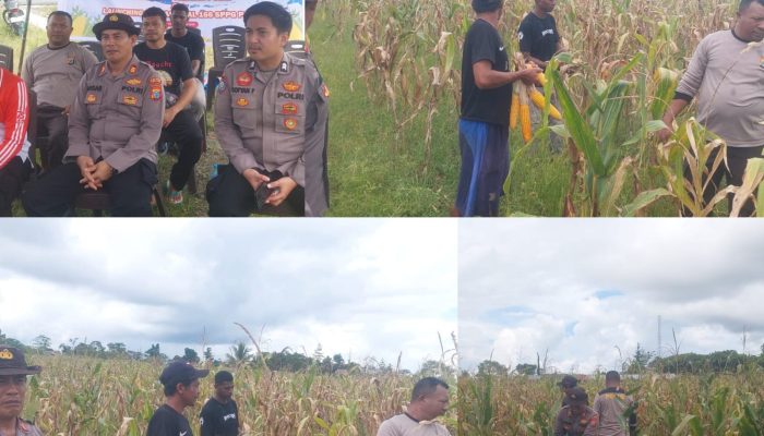 Dukung Ketahanan Pangan: Polres Sorong Selatan Panen Ratusan Kilogram Jagung Bersama Warga Monmok