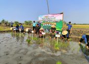 Dukung Ketahanan Pangan Nasional, Polsek Jiwan Hadiri Gerakan Tanam Padi Serentak