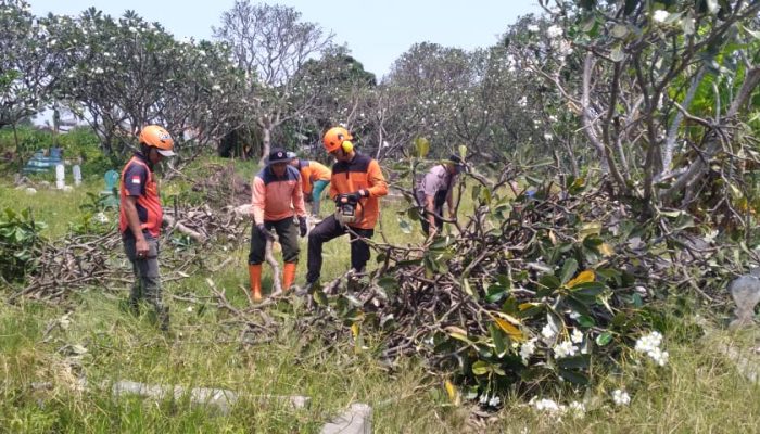 Dua Hari Menghalangi Jalan Setapak di TPU Putuk, Pohon Kamboja Akhirnya Dievakuasi BPBD