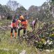 Dua Hari Menghalangi Jalan Setapak di TPU Putuk, Pohon Kamboja Akhirnya Dievakuasi BPBD