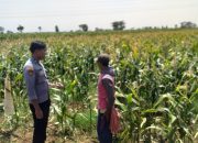 Tak Sekadar Jaga Kamtibmas, Polisi Wonoasih Turun ke Lahan Petani Dukung Ketahanan Pangan