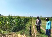 Jelang Masa Panen, Polisi Intensifkan Pendampingan Petani Jagung di Jangur
