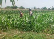Jelang Panen November, Polisi Cek Lahan Jagung 3.300 Meter Persegi di Jrebeng Lor