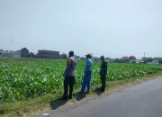 Polisi Kanigaran Pantau Lahan Jagung 1 Hektare di Kebonsari Wetan, Dukung Ketahanan Pangan