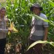 Polres Madiun Kota Monitoring Tanaman Jagung Menjelang Panen, Dukung Swasembada Pangan 2026