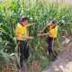 Polres Madiun Kota Monitoring Perkembangan Tanaman Jagung Usia 70 Hari, Dukung Ketahanan Pangan 2026